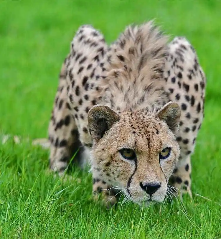 best-3-days-tanzania-safari