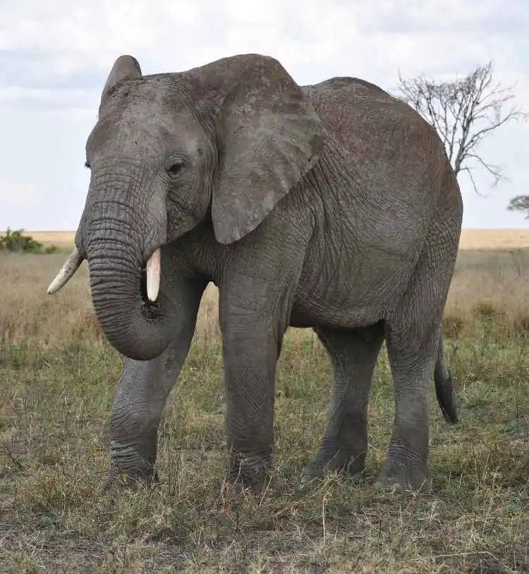 2-day-tarangir-ngorongoro-safari