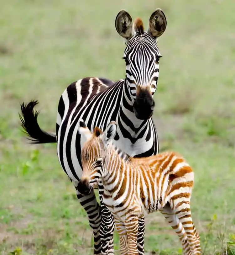 4-days-serengeti-and-ngorongoro-crater